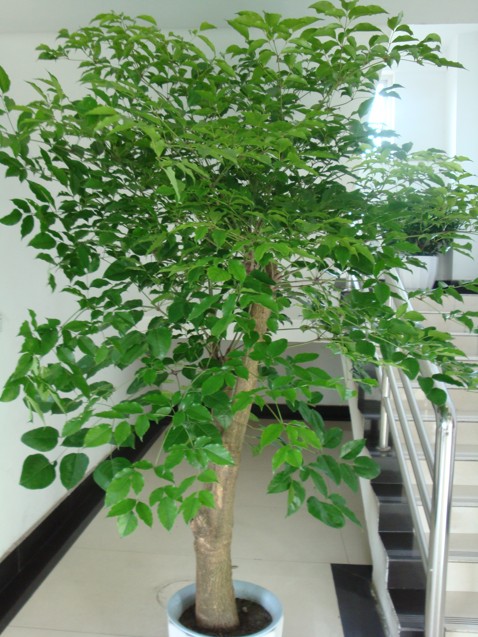 【成都植物租擺】幸福樹